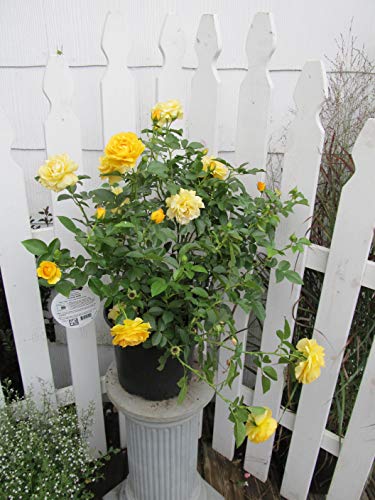 Julia Child&#8482; Floribunda Rose