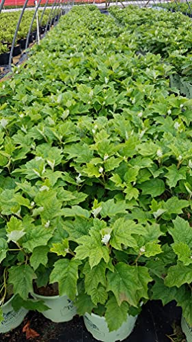 Alice Oakleaf Hydrangea