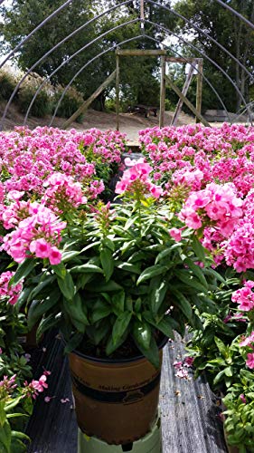 Volcano® Soft Pink with Dark Eye Garden Phlox