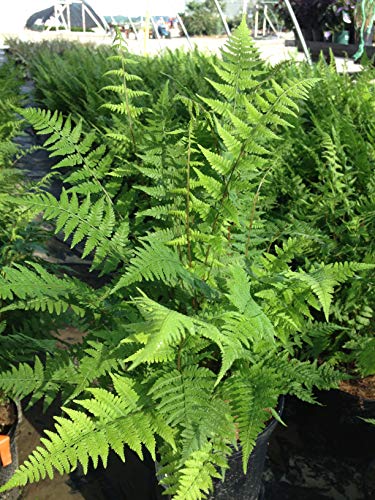 Common Ladyfern