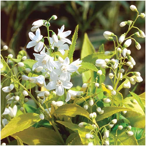 Chardonnay Pearls® Deutzia