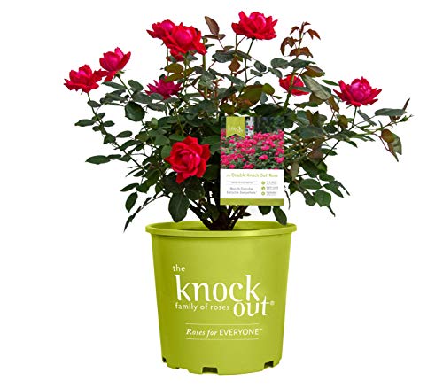 Double Knock Out® Rose