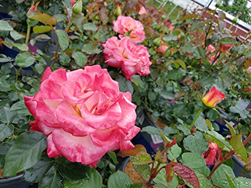 True Sincerity Floribunda