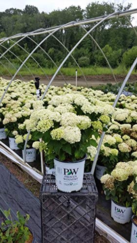 Invincibelle Limetta® Smooth hydrangea