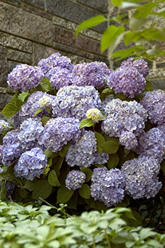 Endless Summer® The Original Hydrangea