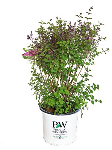 Bloomerang® Dark Purple Lilac