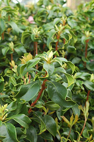 Raspberry Glow Mountain Laurel