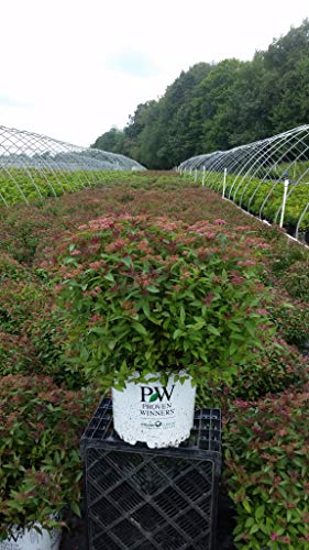 Double Play® Red Spirea