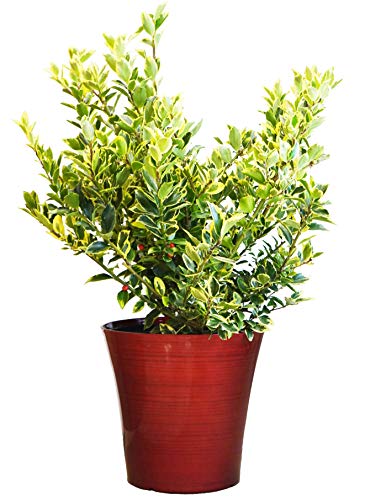 Honey Maid Holly - Red Holiday Pot