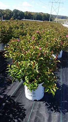 Snippet™ Dark Pink Weigela