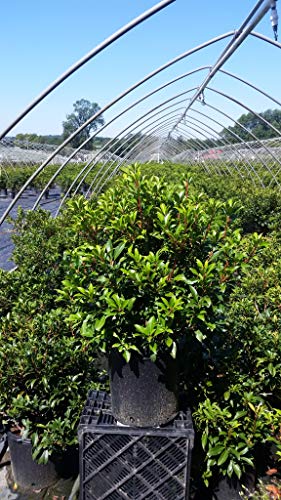 Pink Charm Mountain Laurel