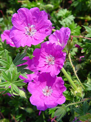 Max Frei Cranesbill Geranium