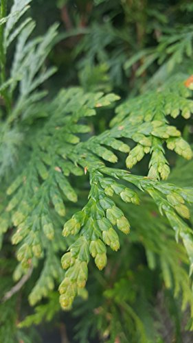 Green Giant Western Arborvitae