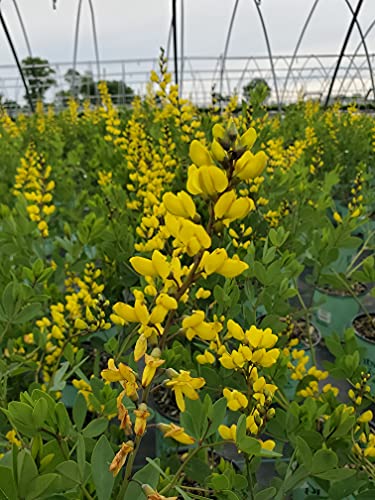 American Goldfinch False Indigo