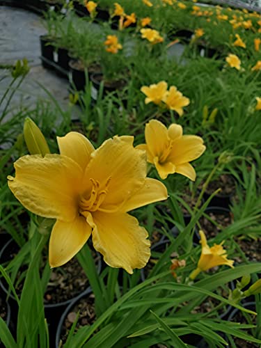 Stella d'Oro Daylily