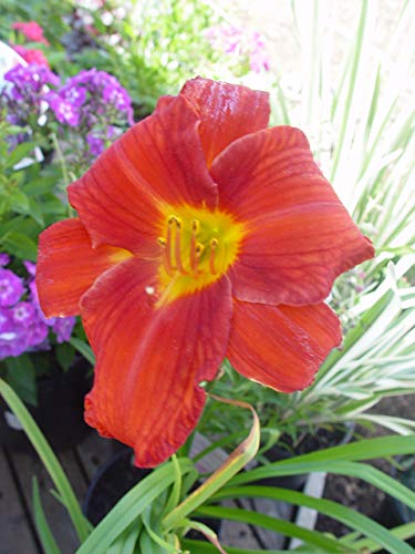 Chicago Apache Daylily