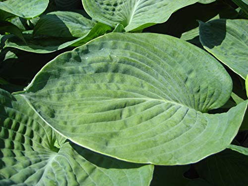 Elegans Hosta