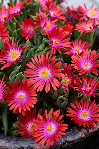 Jewel of the Desert® Garnet Iceplant