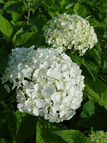 Annabelle Smooth Hydrangea