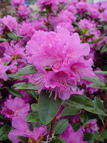 PJM Elite Rhododendron