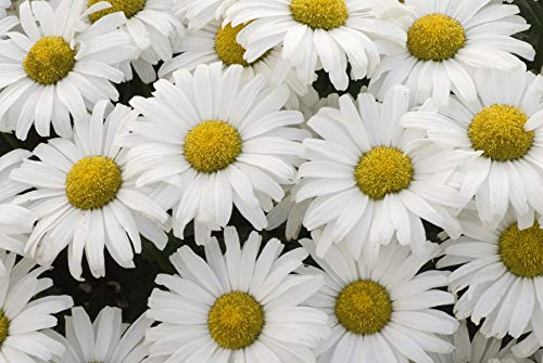 Daisy May™ Shasta Daisy