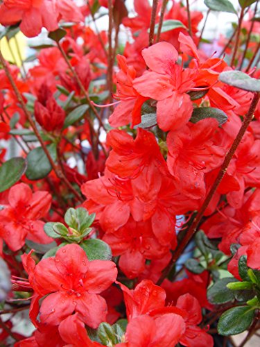 Stewatstonian Azalea