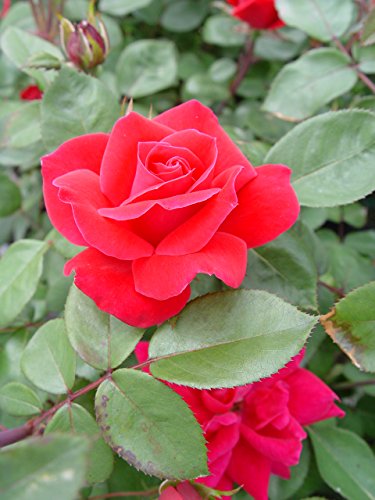 Double Knock Out® Rose