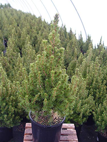 Dwarf Alberta Spruce