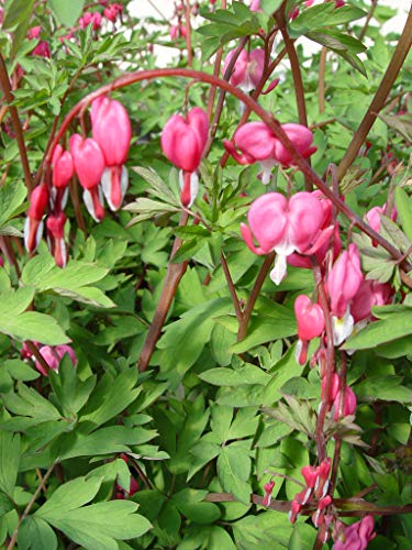 Old Fashioned Bleeding Heart