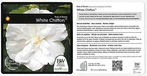 White Chiffon® Rose of Sharon