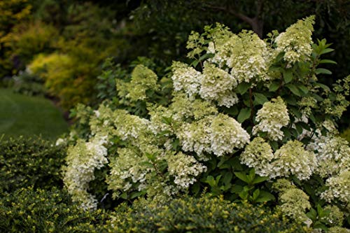 Vanilla Strawberry™ Panicle Hydrangea