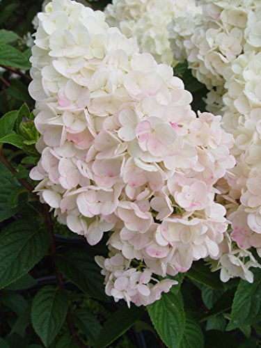 Strawberrry Sundae® Hydrangea