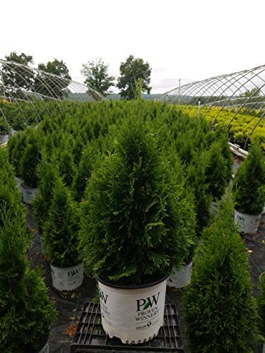 North Pole® Arborvitae