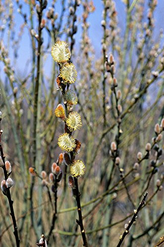 Pussy Willow