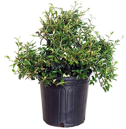 Willowleaf Cotoneaster