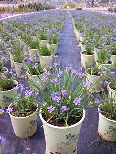 Lucerne Blue-Eyed Grass