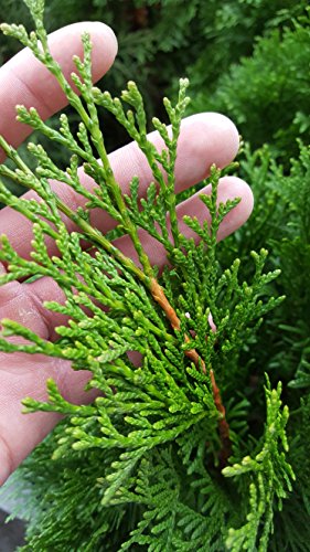 Emerald Green Arborvitae