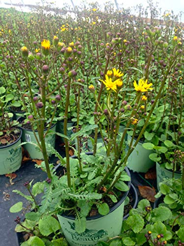 Golden Ragwort