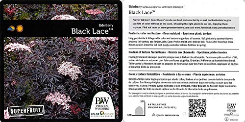 Black Lace® Elderberry