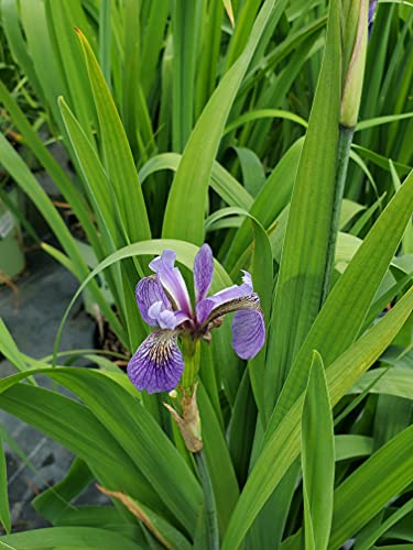 Blue Flag Iris