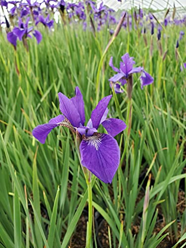 Caesars Brother Siberian Iris