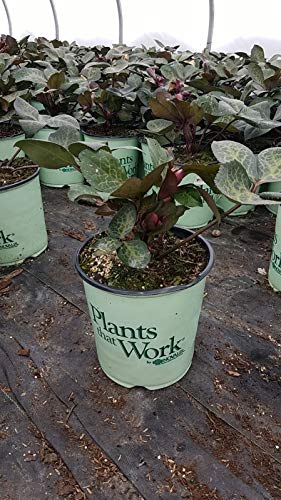 Pennys Pink Lenten Rose