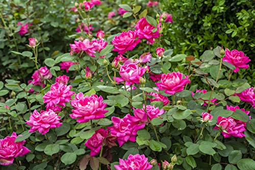 Double Pink Knock Out® Rose