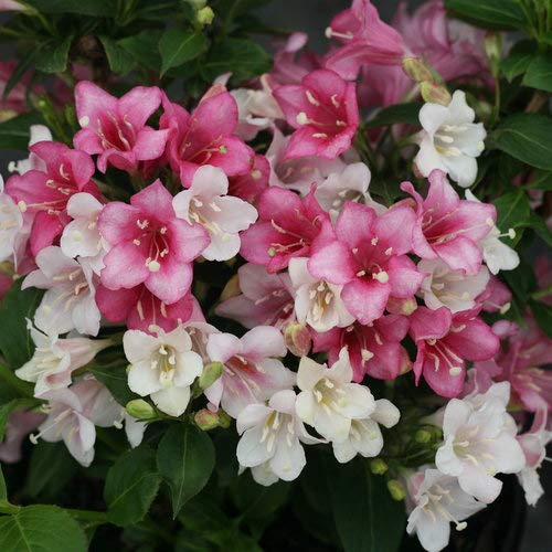 Czechmate Trilogy® Weigela