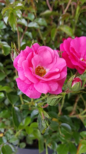 Pink Flower Carpet Rose