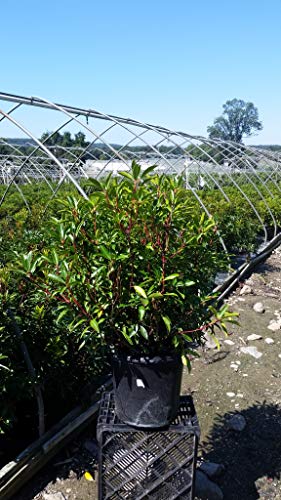 Kaleidoscope Mountain Laurel