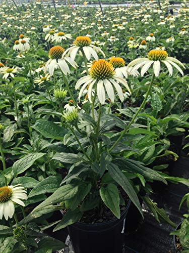 White Swan Coneflower