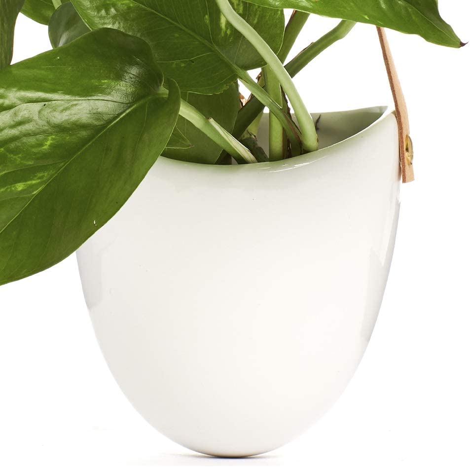 Potted Pothos in Hanging Ceramic Planter with Leather Strap