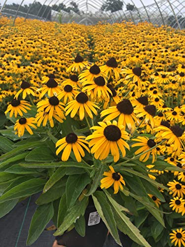 Viettes Little Suzie Rudbeckia