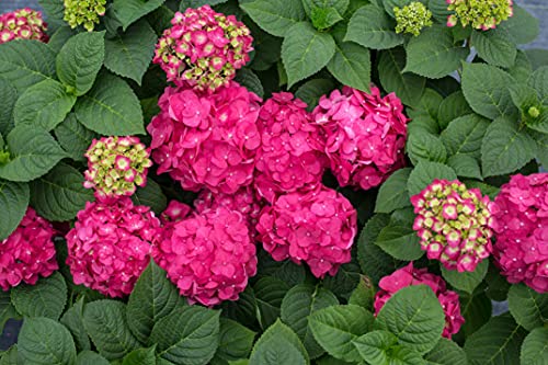 Summer Crush™; Hydrangea